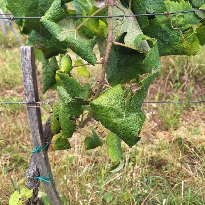 Fotka - Aktuálne informácie k zlatému žltnutiu viniča