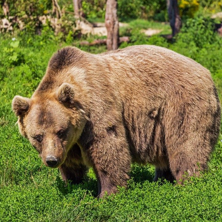 Fotka - Bezpečnosť a monitoring medveďa hnedého