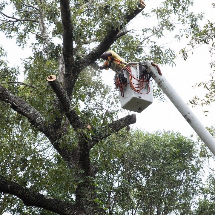 Fotka - Bezpečnostno-zdravotný orez drevín - zmena termínu