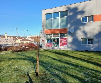 Aktuálne v meste / Strom rodiny 2025 - foto