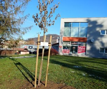 Aktuálne v meste / Strom rodiny 2025 - foto