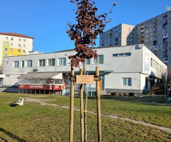 Aktuálne v meste / Strom rodiny 2025 - foto