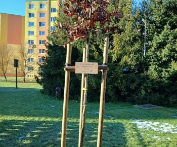 Aktuálne v meste / Strom rodiny 2025 - foto