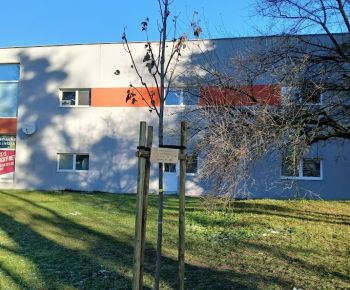 Aktuálne v meste / Strom rodiny 2025 - foto