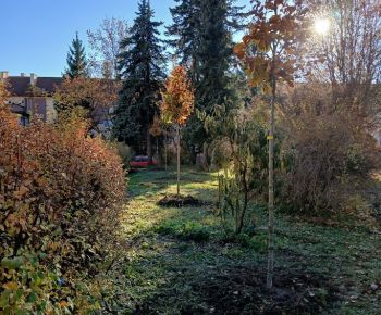 Aktuálne v meste / Strom rodiny 2025 - foto