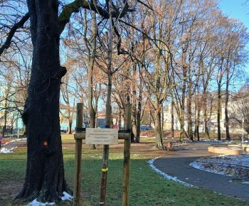 Aktuálne v meste / Strom rodiny 2025 - foto