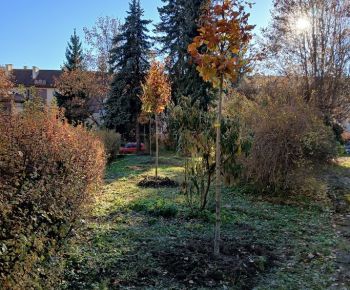 Aktuálne v meste / Strom rodiny 2025 - foto