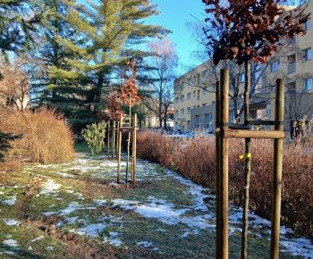 Aktuálne v meste / Strom rodiny 2025 - foto