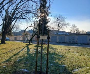 Aktuálne v meste / Strom rodiny 2025 - foto