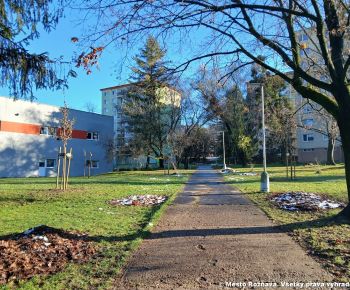 Aktuálne v meste / Strom rodiny 2025 - foto