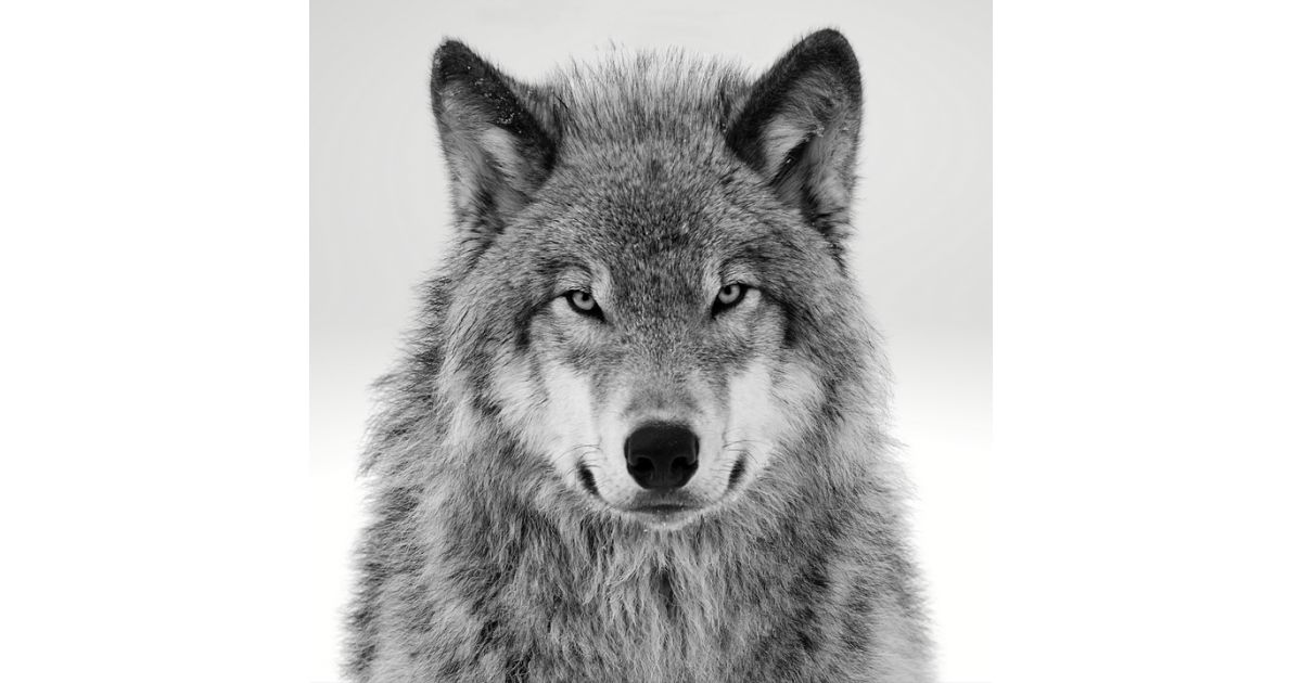 Alfa a omega – život vlčej svorky