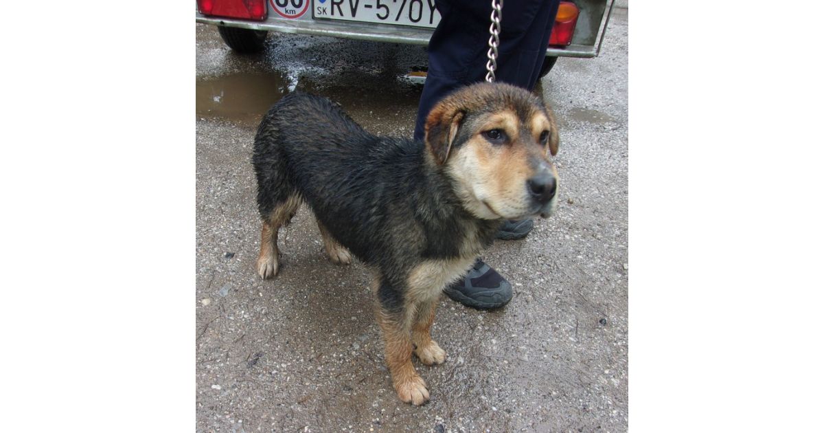 Odchytený túlavý pes