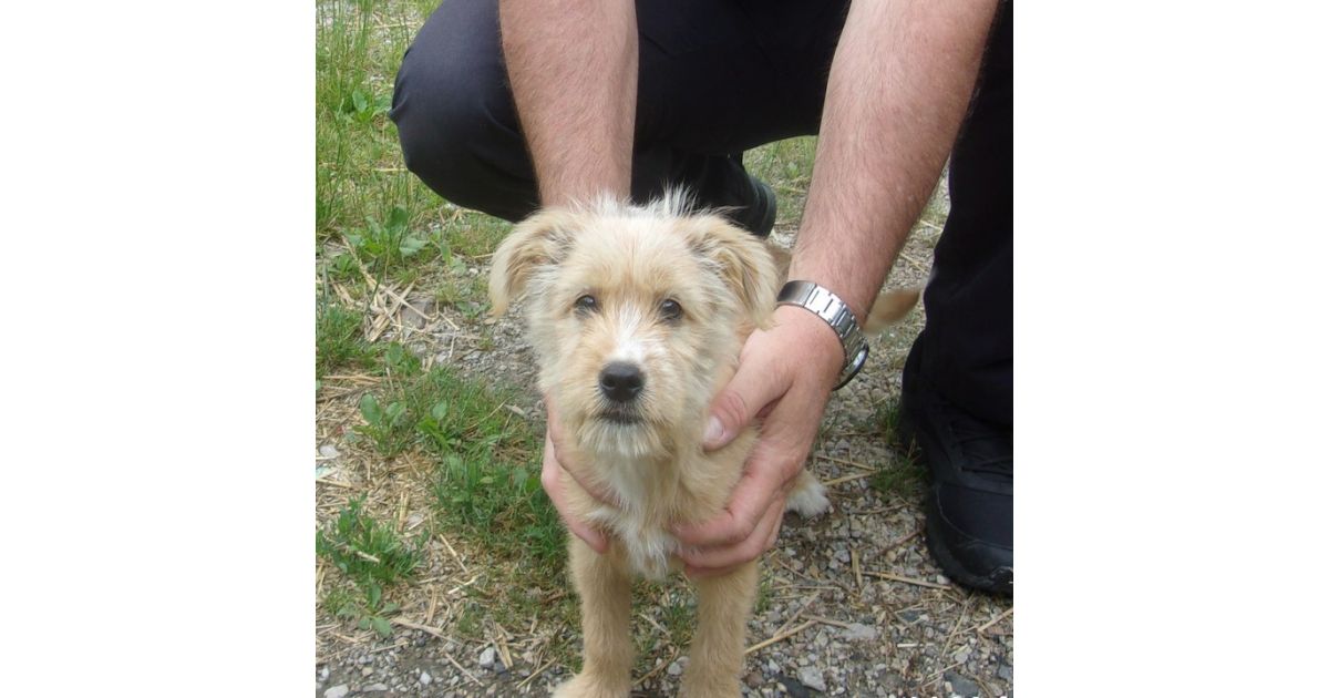 Odchytený túlavý pes