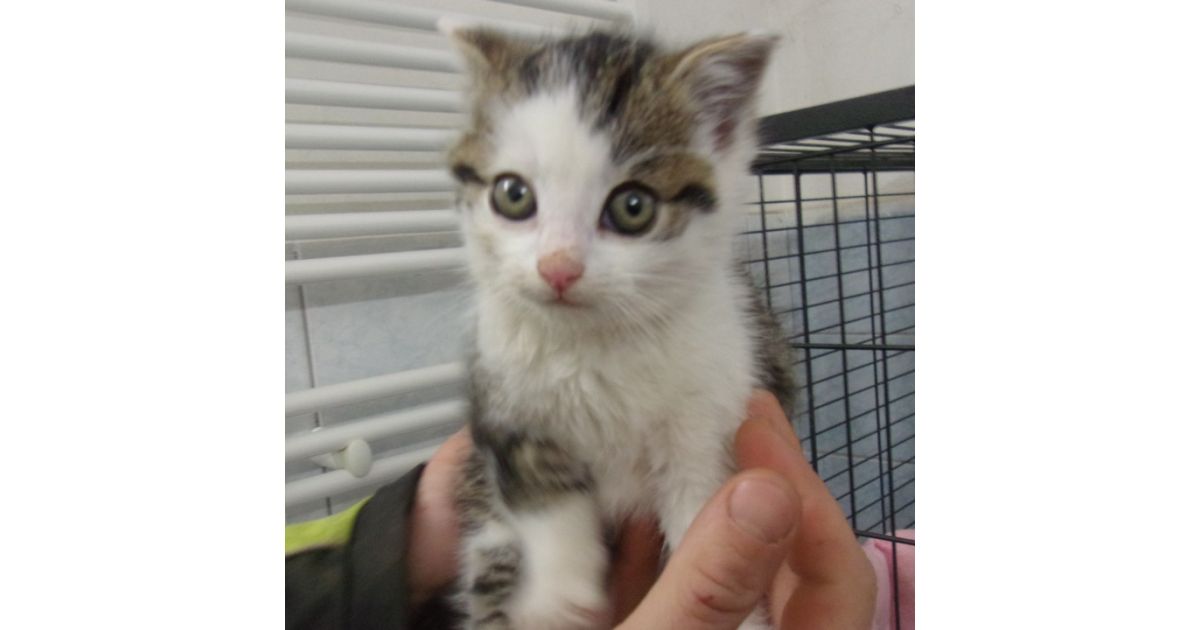 Odchytená túlavá mačka