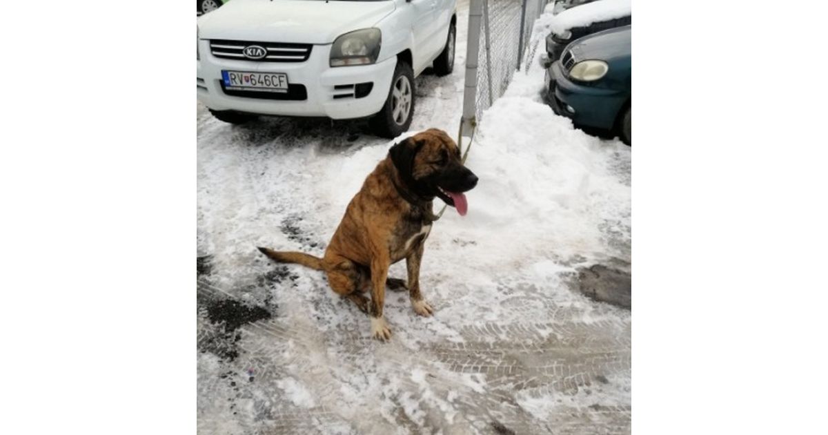 Odchytený túlavý pes
