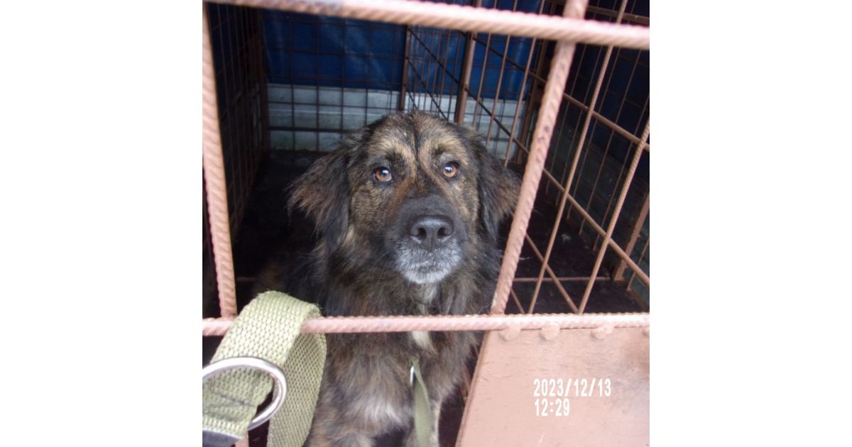 Odchytený túlavý pes