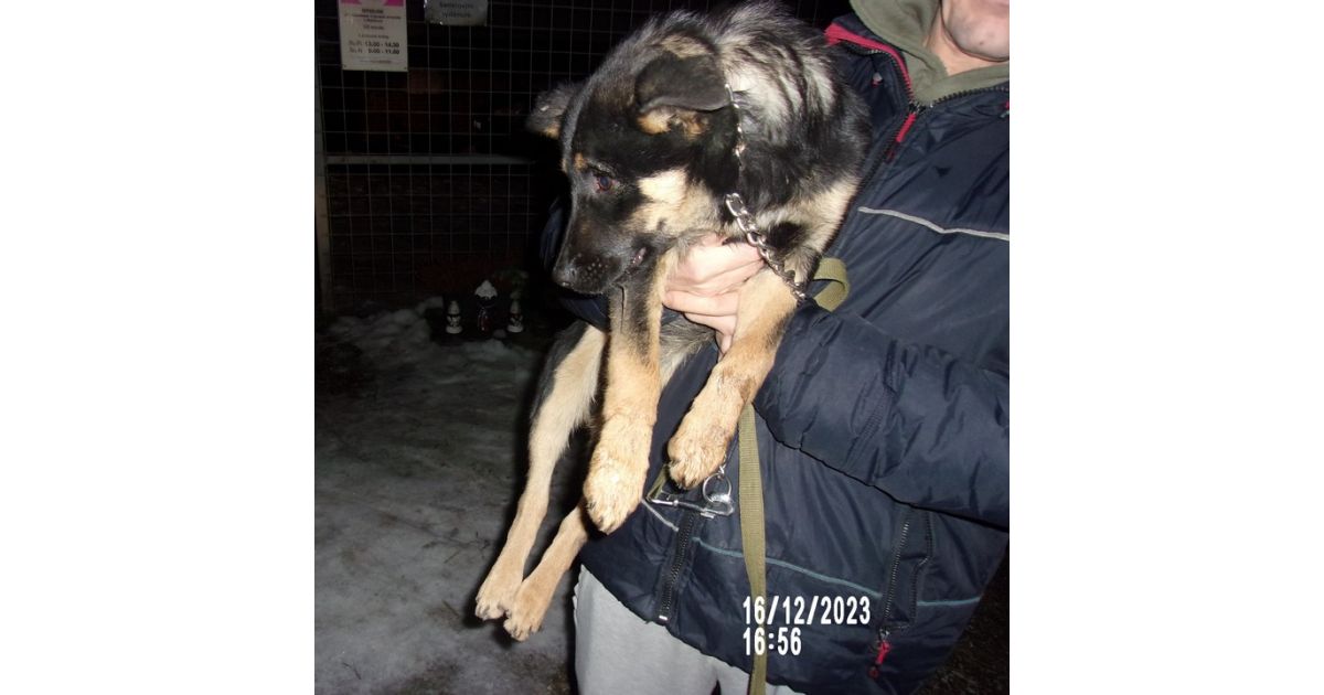 Odchytený túlavý pes