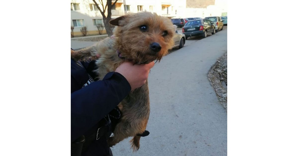 Odchytený túlavý pes