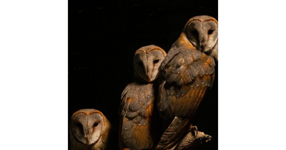 Sprievodné podujatia k výstave V moci noci