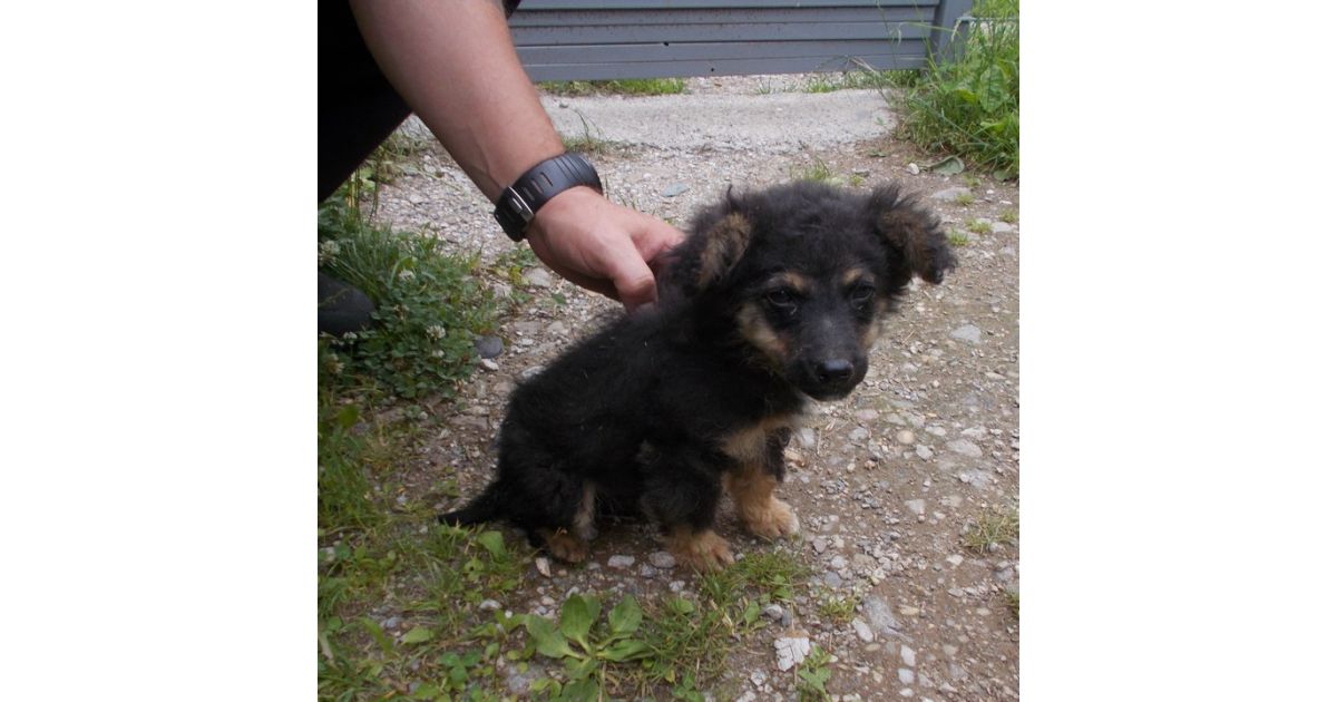 Odchytený túlavý pes