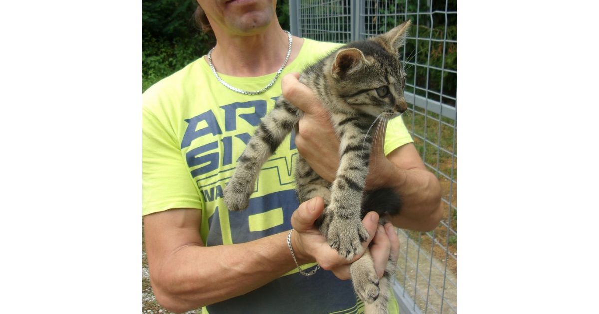 Odchytená túlavá mačka