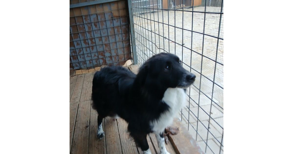 Odchytený túlavý pes