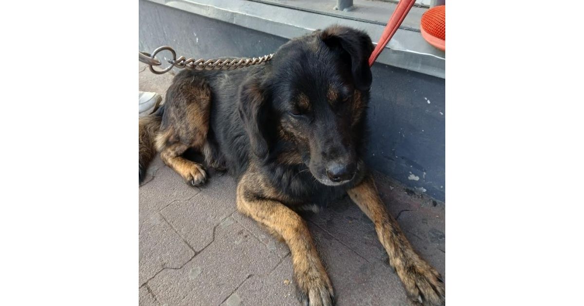 Odchytený túlavý pes