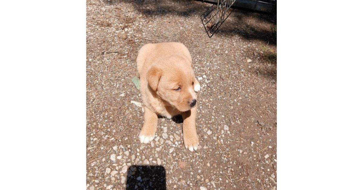 Odchytené štyri túlavé psy