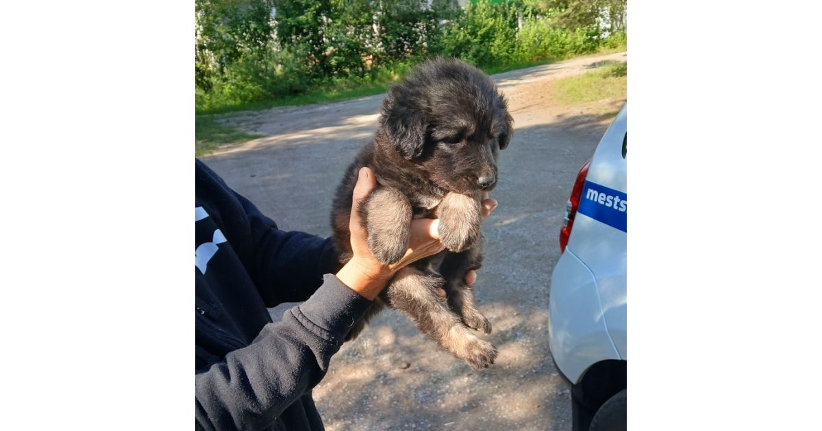 Odchytený túlavý pes