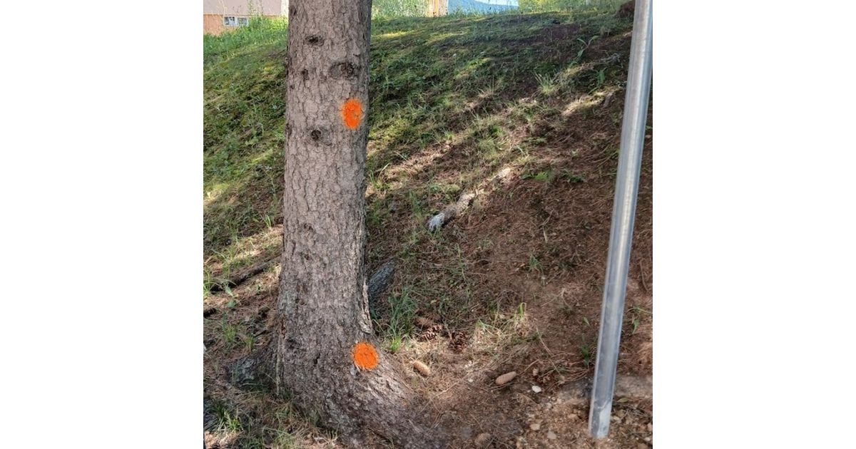 Poškodzovanie verejnej zelene a svojvoľný výrub a svojvoľná výsadba drevín