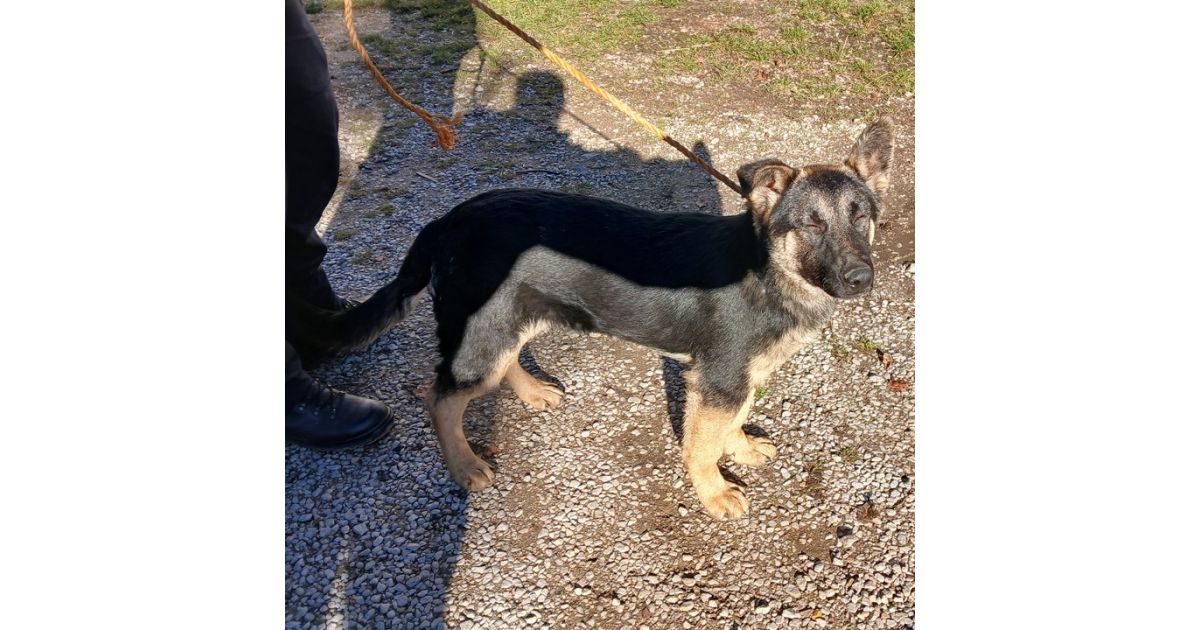 Odchytené dva túlavé psy