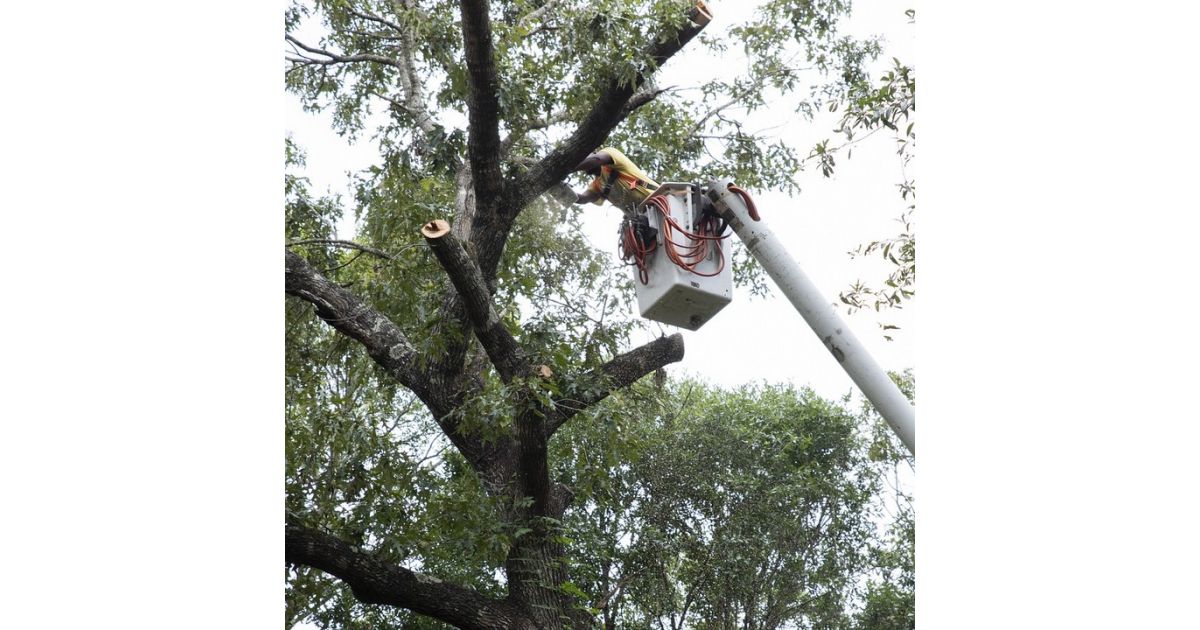 Bezpečnostno-zdravotný orez drevín