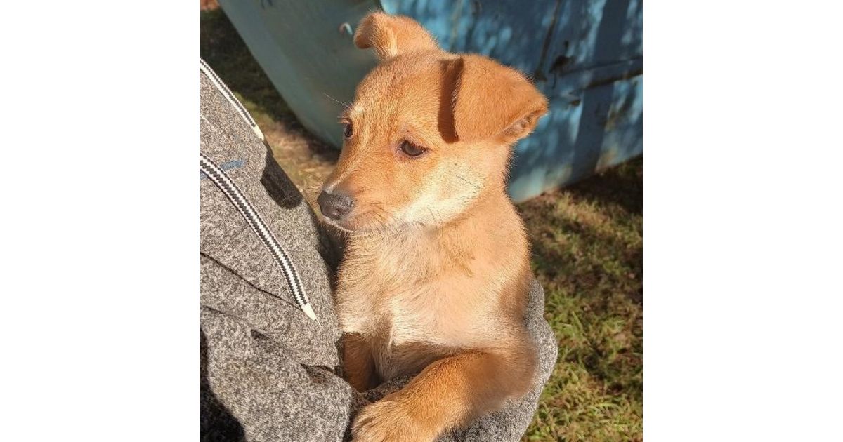 Odchytený túlavý pes