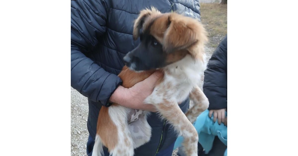 Odchytený túlavý pes