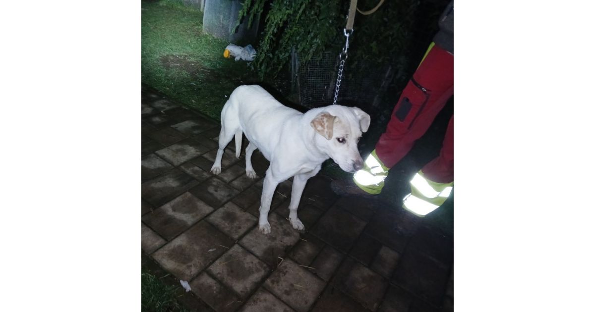 Odchytený túlavý pes