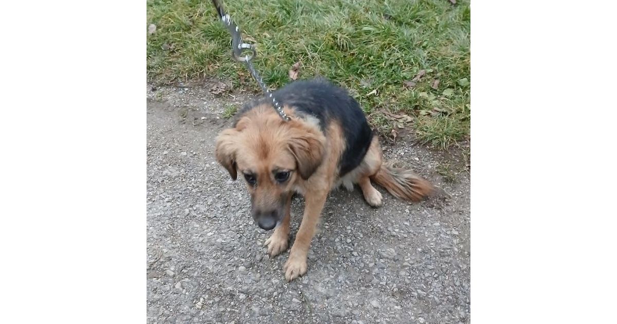 Odchytený túlavý pes