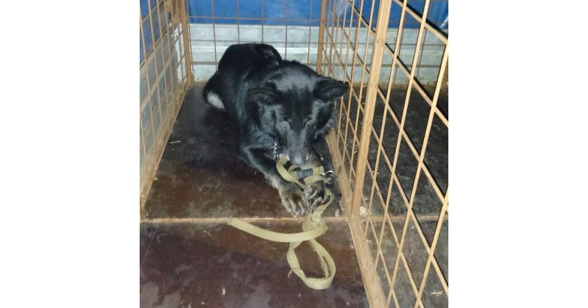 Odchytený túlavý pes