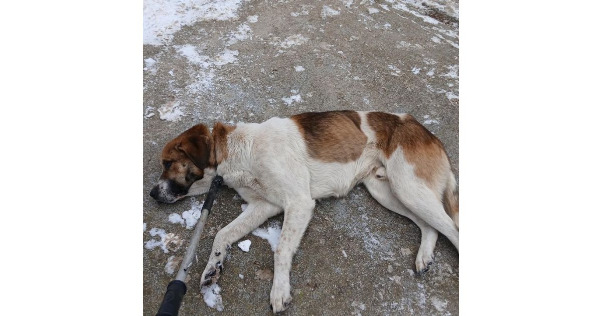 Odchytený túlavý pes