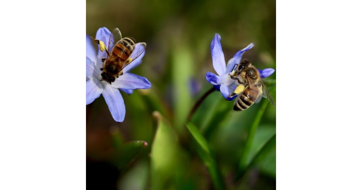 Podporme spoločne projekt Včelnica v harmónii s krajinou