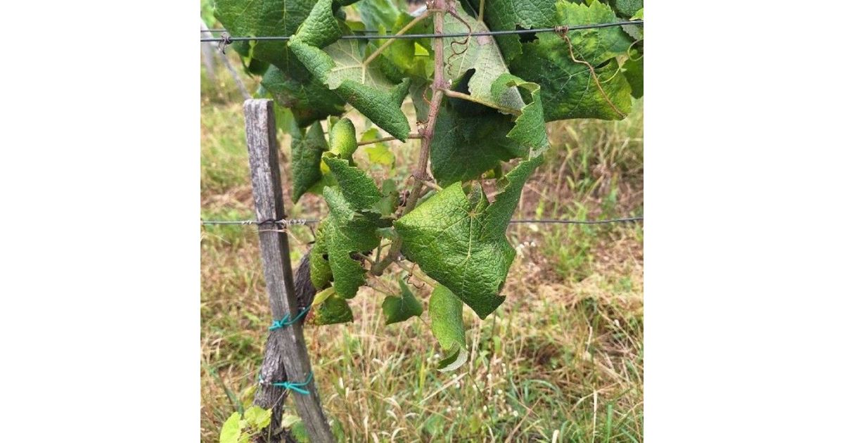 Aktuálne informácie k zlatému žltnutiu viniča