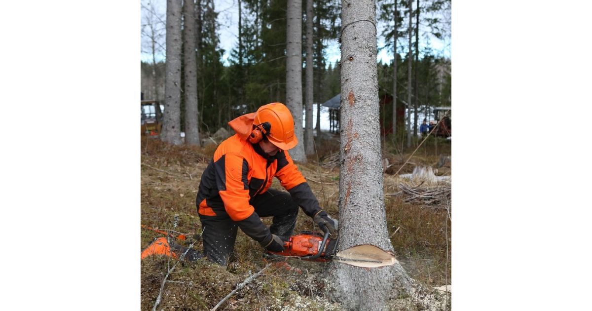 Výrub drevín na ul. Pionieorov 20, v koryte potoka Drázus