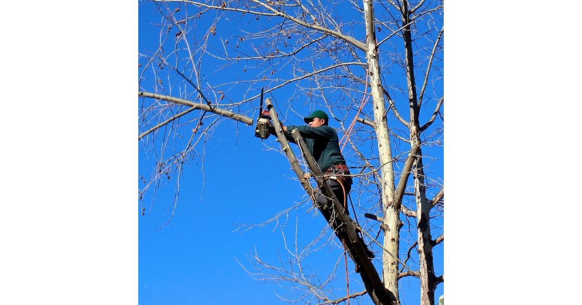 Výzva na vykonanie výrubu/okliesnenia stromov a iných porastov pri realizácii výrubov v ochrannom pásme VN/VVN vedení