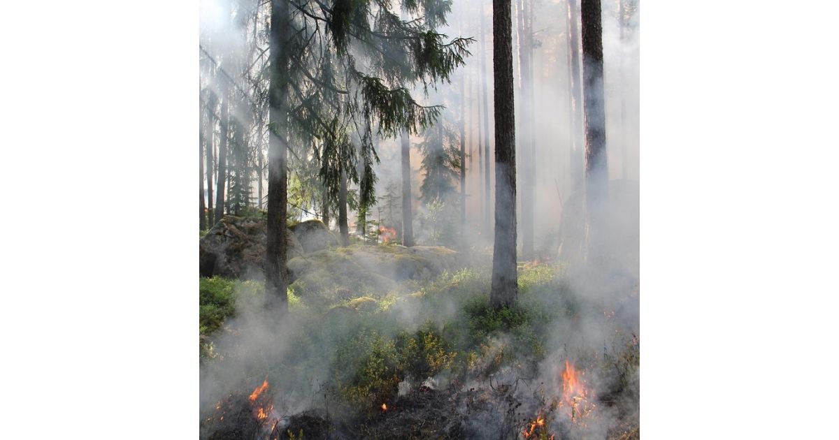 Opatrenia na zabezpečenie ochrany lesov pred požiarmi