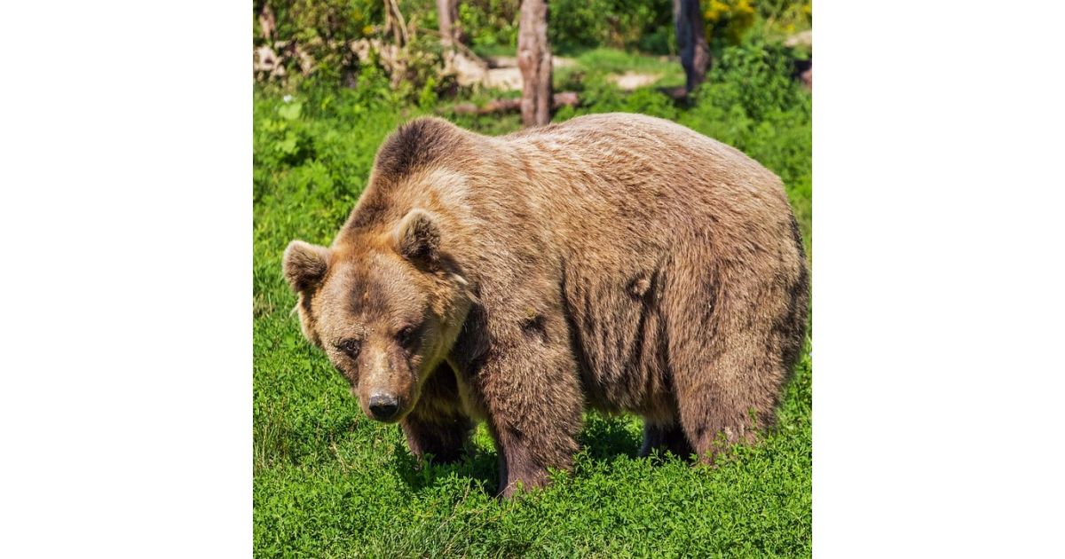 Bezpečnosť a monitoring medveďa hnedého