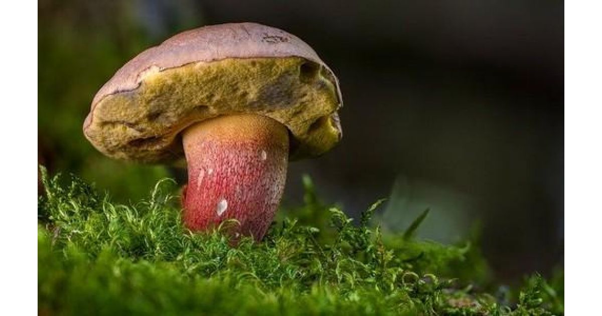 Aj jedlé huby sa môžu skaziť a spôsobiť sekundárne otravy hubami