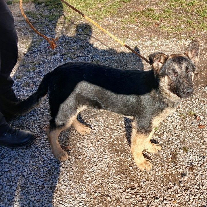 Fotka - Odchytené dva túlavé psy