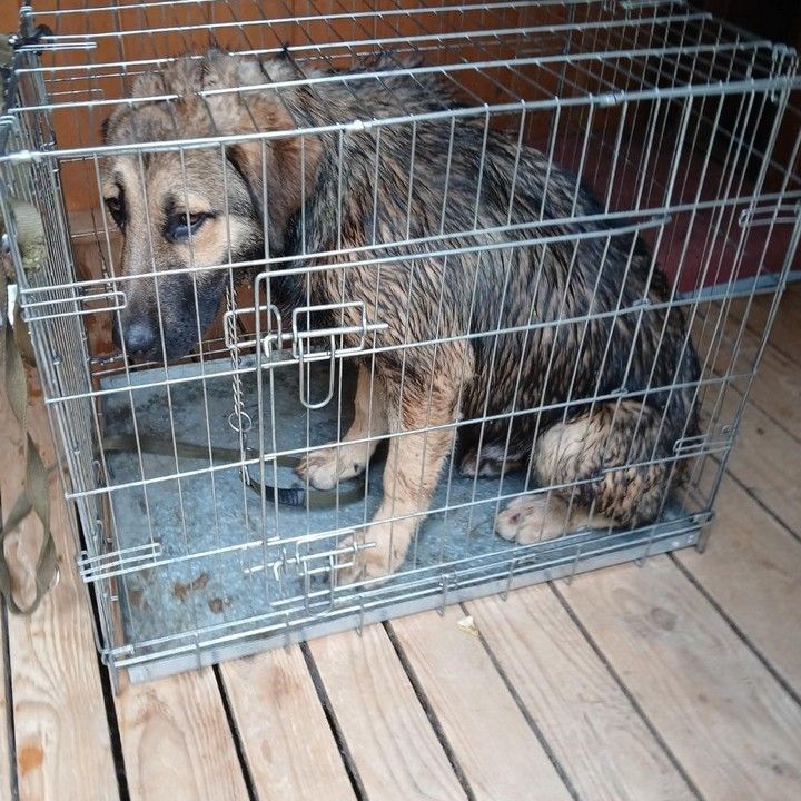 Fotka - Odchytený túlavý pes