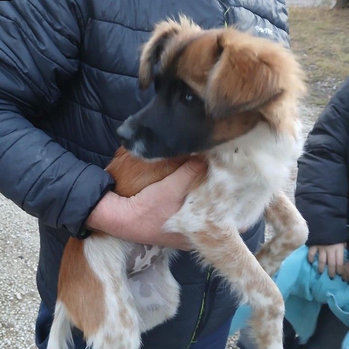 Fotka - Odchytený túlavý pes