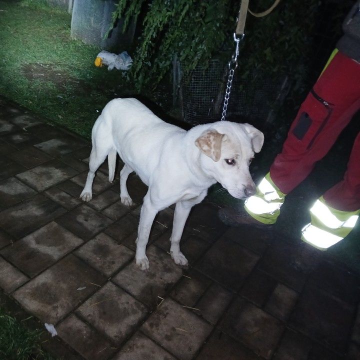 Fotka - Odchytený túlavý pes