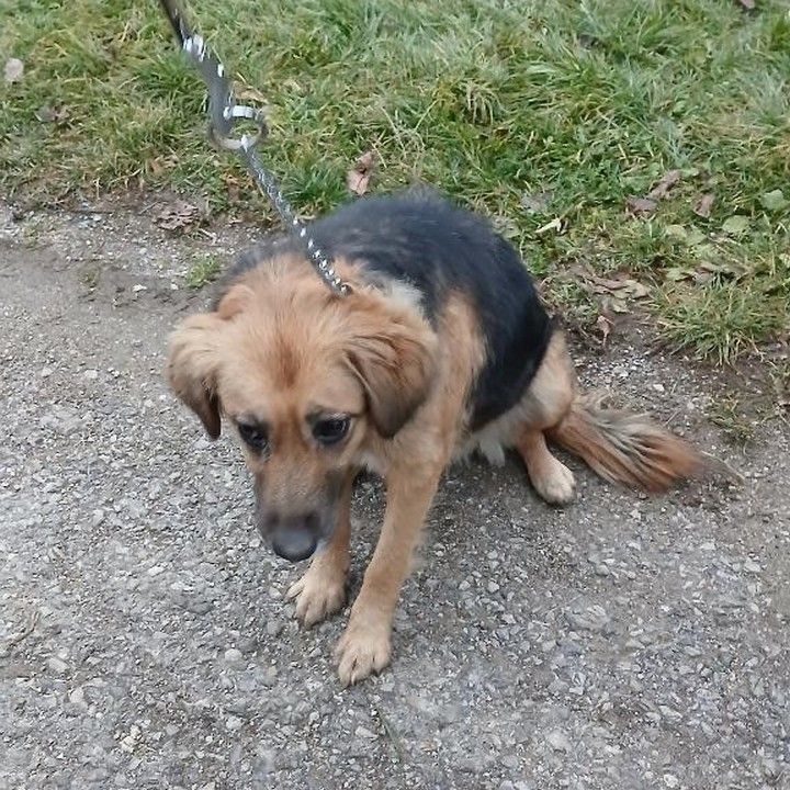 Fotka - Odchytený túlavý pes